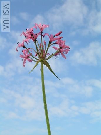 Nerine platypetala8.JPG